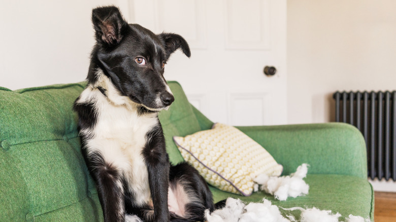 A dog sitting on a green couch next to a destroyed pillow.