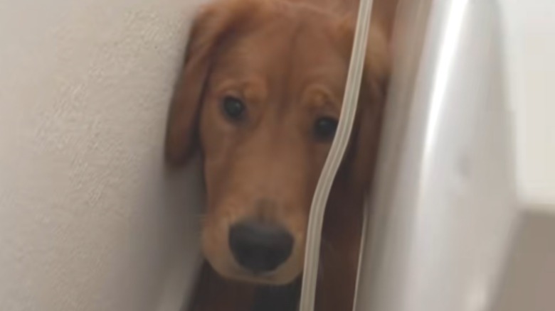 a golden retriever squeezed between a dresser and a wall.