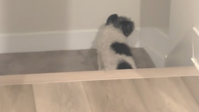 A black-and-white dog standing on a staircase landing.