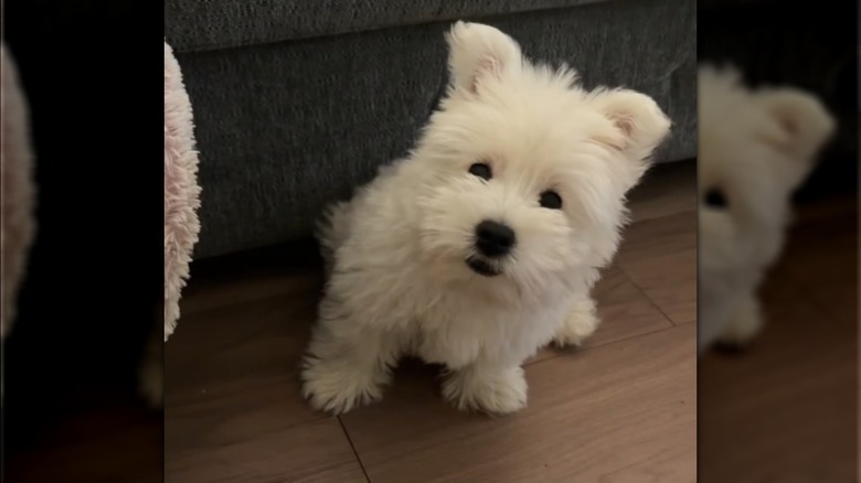 A fluffy white dog sitting on a wooden floor.