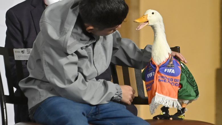 Boy sits with a duck wearing a FIFA scarf and soccer jersey