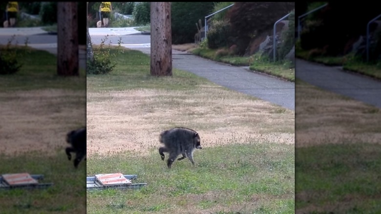 Raccoon with short spine syndrome running across grass