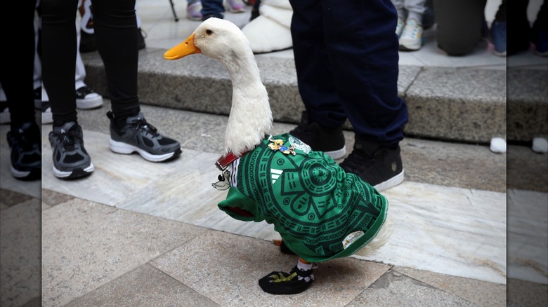 Duck wearing a soccer jersey and custom socks
