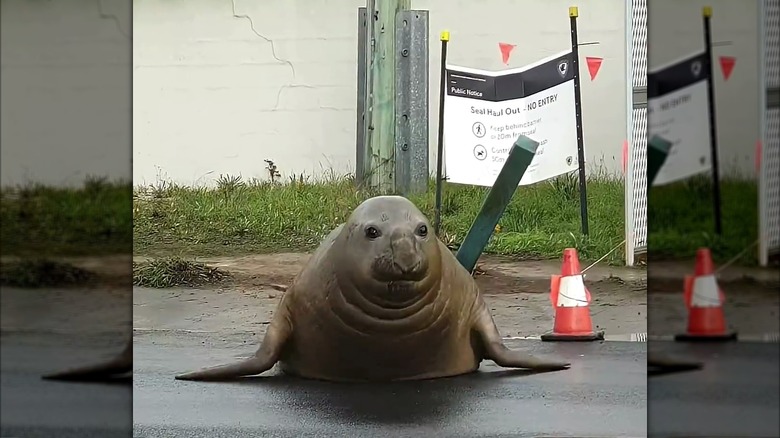 Elephant seal sitting on the street beside a traffic cone