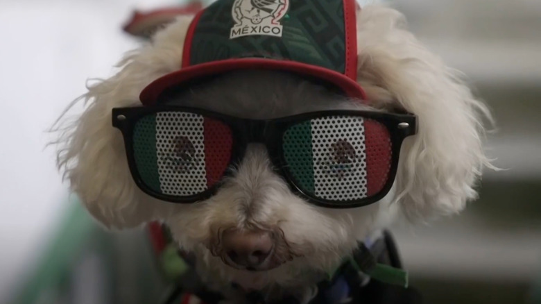 Little white dog wearing a hat and sunglasses