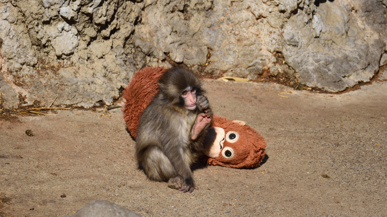 Monkey cuddling a stuffed toy