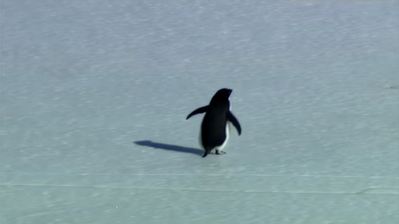 Lone penguin walking across the ice