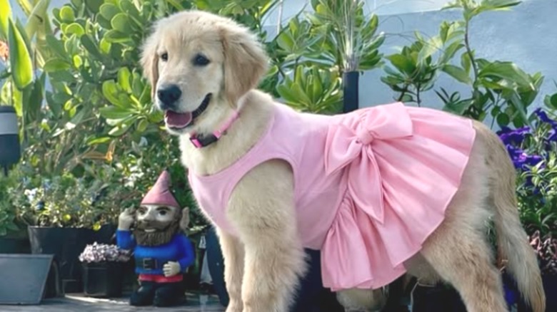 A golden retriever in a pink dress standing outside by a row of potted plants.