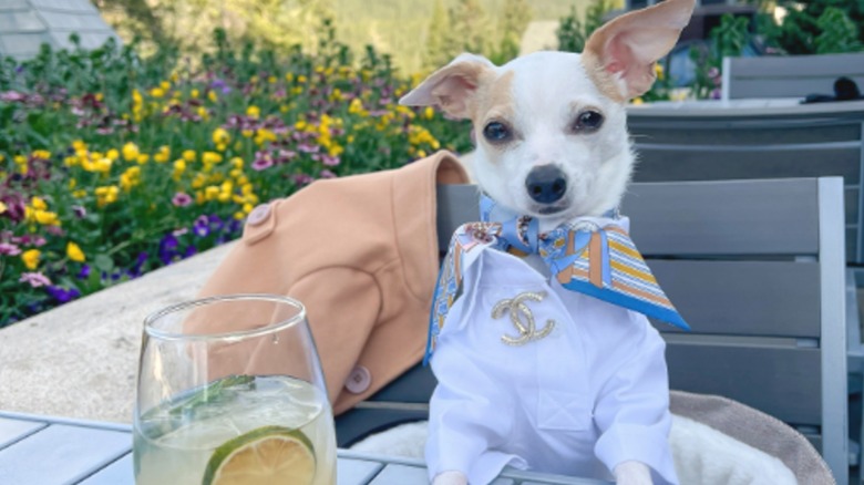 A Chihuahua in a button-down shirt and a silk scarf sitting at an outdoor restaurant table.