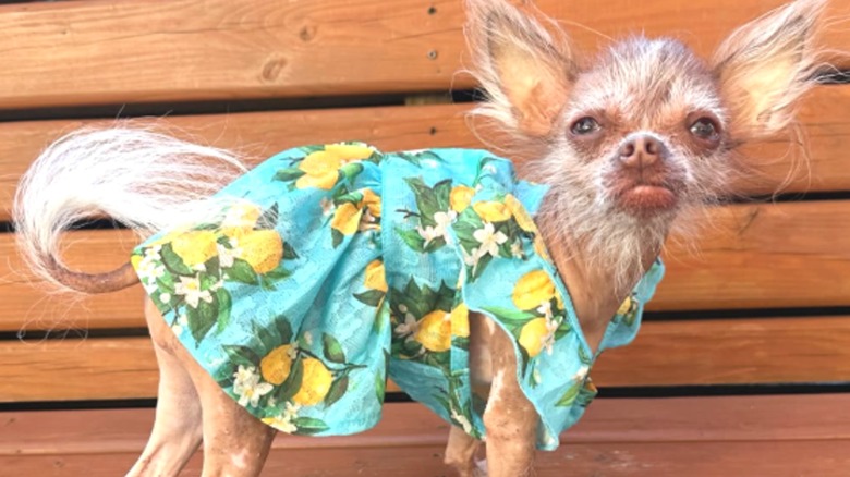 A hairless chihuahua in a sundress standing on a wooden bench.