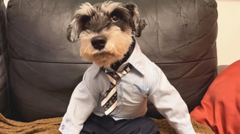 A dog in a button-down shirt sitting upright on a couch.