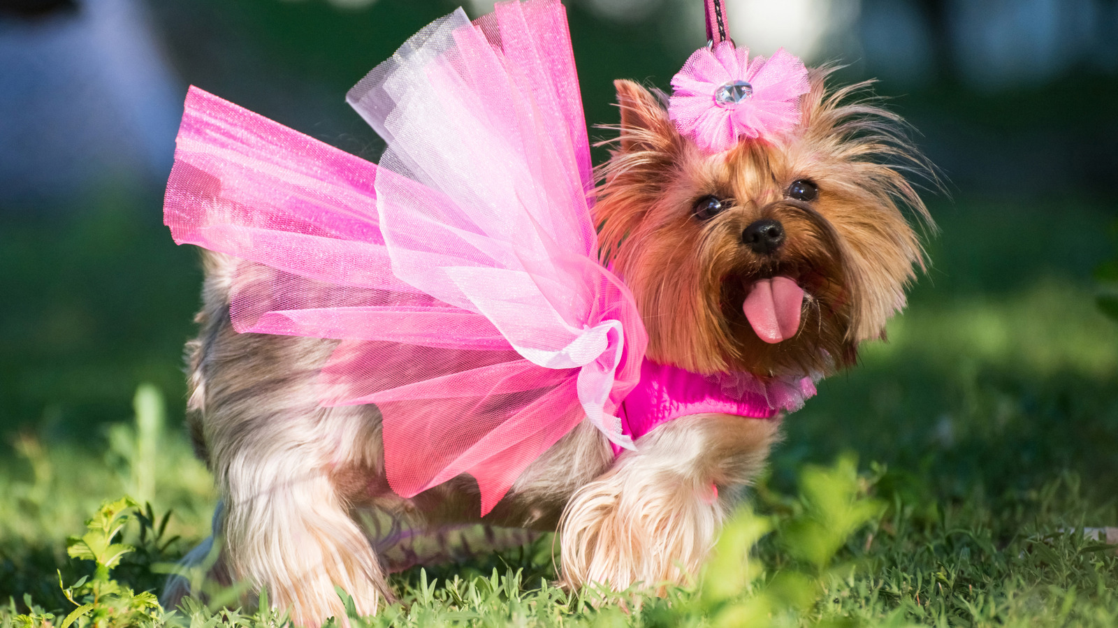 dog with pink dress Dresses, Fashion Pet Dog Clothes, Striped Mesh Puppy Dogs Princess Dresses (Pink, Small) : Pet Supplies Chest girth 21 I want to see your