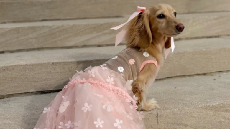 A golden dachshund standing on an outdoor staircase in a lacy pink dress.