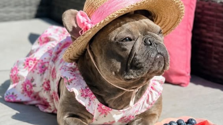 A French bulldog in a flowered dress sitting in the sun.