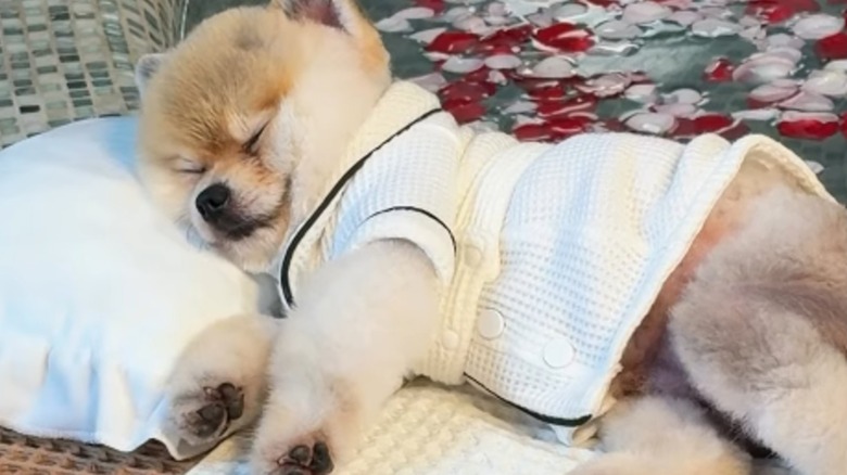 A fluffy dog in a white robe lying on its side.