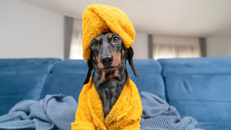 A dachshund in a yellow bathrobe and a towel turban sitting on a blue couch.