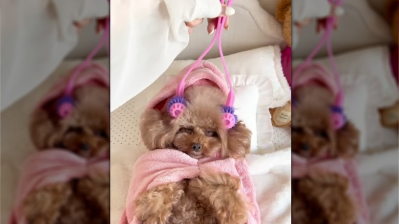 A golden-brown toy poodle wrapped in pink bathrobe.