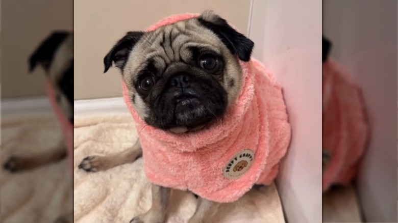 A pug in a bathrobe sitting on a couch.
