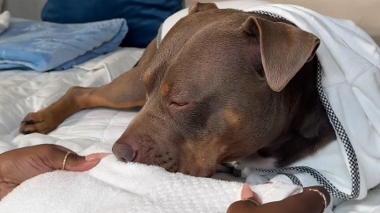 A brown pit bull in a robe lying on a bed.
