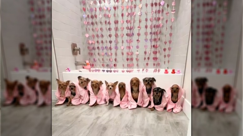 Ten Yorkshire terriers in pink robes sitting in a row.