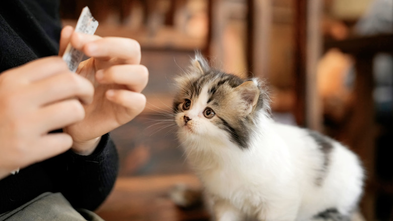A kitten waiting for a treat