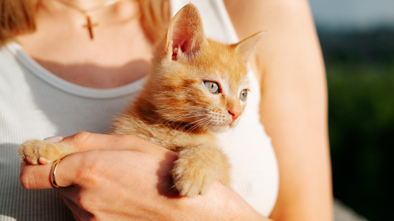 A woman holding an orange kitten.