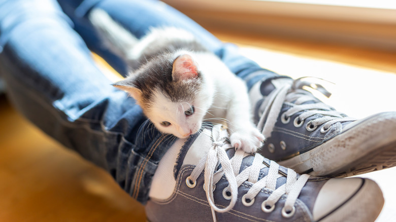 A kitten on a person's leg looking for attention.