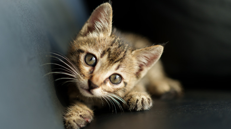 A small kitten crouching and looking at the camera.