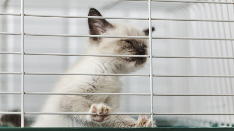A kitten standing up in a cage.