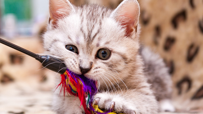 A kitten chewing on a feather wand.