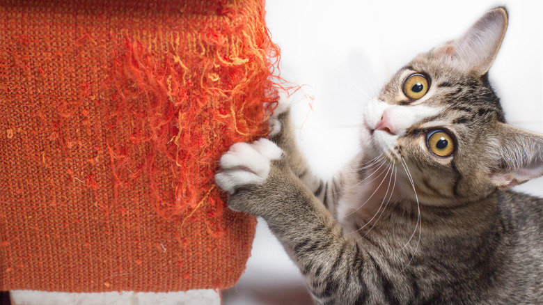 A kitten scratching a couch.