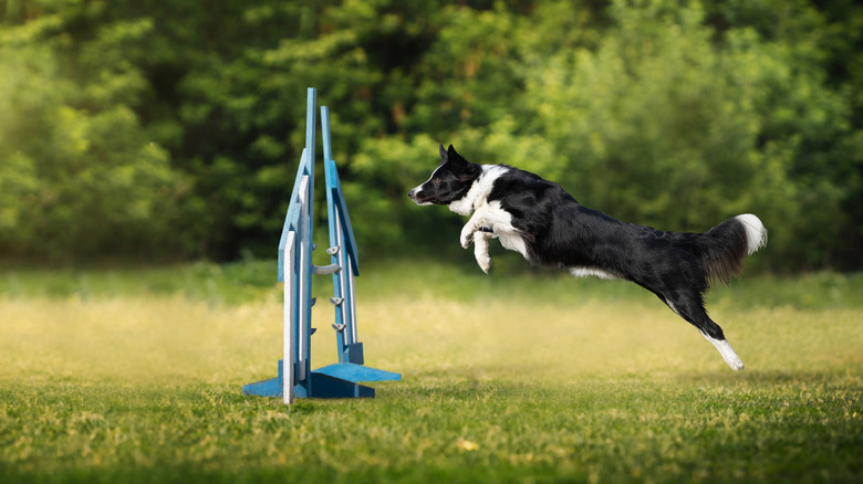 Border collie jumping over a barrier