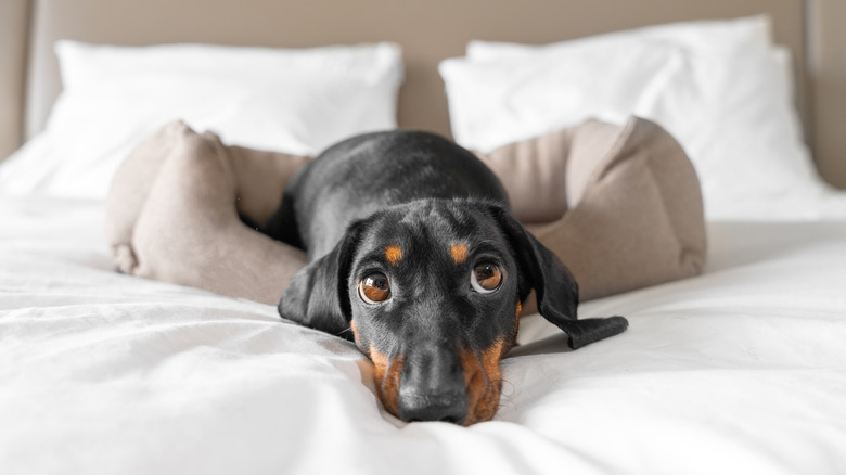 Adorable dog with big eyes lying on a bed