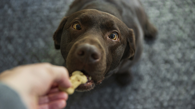 Dog eating treat out of person's hand
