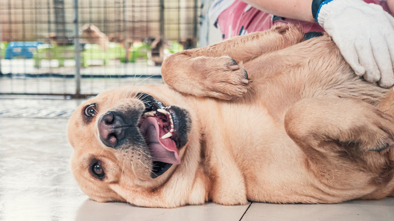 Happy dog lying on floor while a volunteer feels the belly