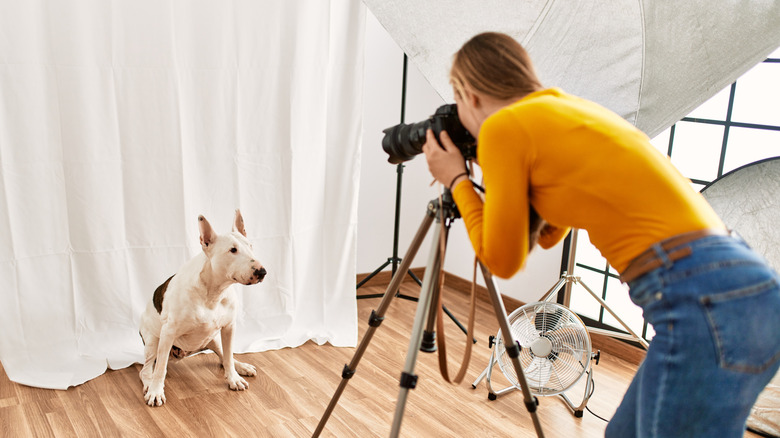 Dog sitting for photo shoot with professional photographer
