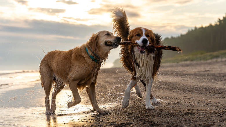 Two wet dogs sharing one stick on the beach