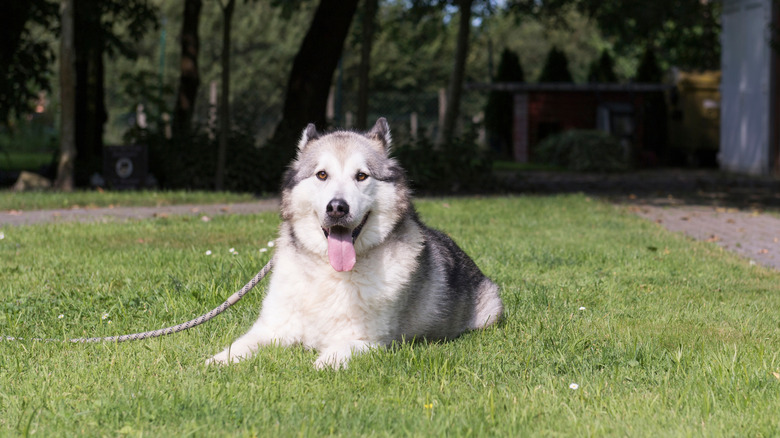 An Alaska malamute lies in the grass of a yard tied to a rope lead, with its tongue lolling out