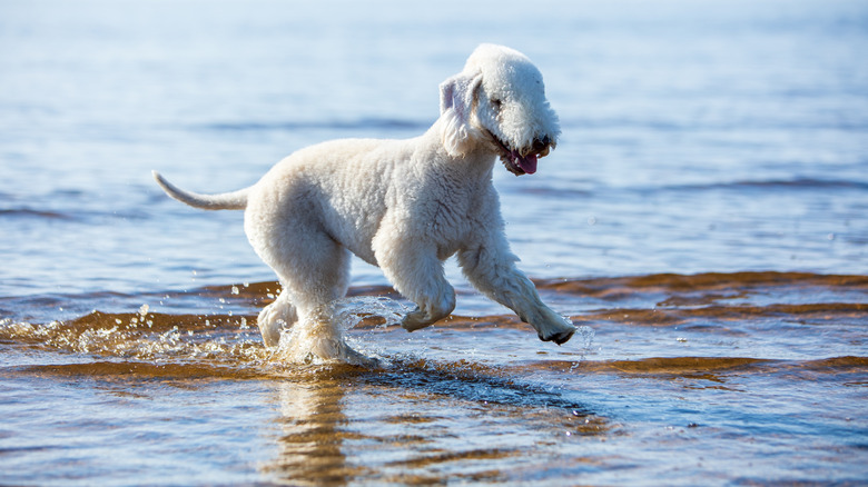 A happy Bedlington terrier runs through shallow water, unencumbered by leash, collar or harness