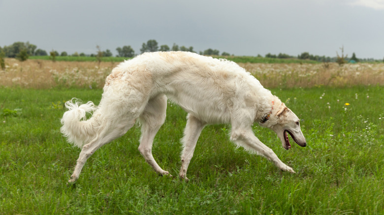 A borzoi paces through a field with its nose near the ground and eyes facing forward