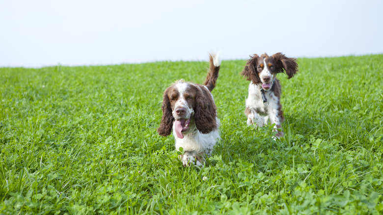 Two springer spaniels run through a grassy field toward the camera