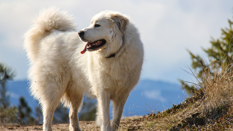 A Great Pyrenees stands in a mountain setting, looking at something in the distance with its tongue lolling out