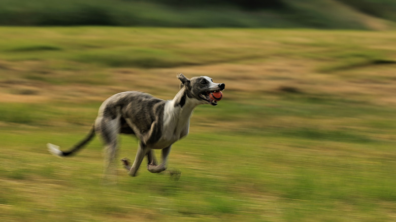 A happy-looking greyhound runs across a grassy field with a ball in its mouth