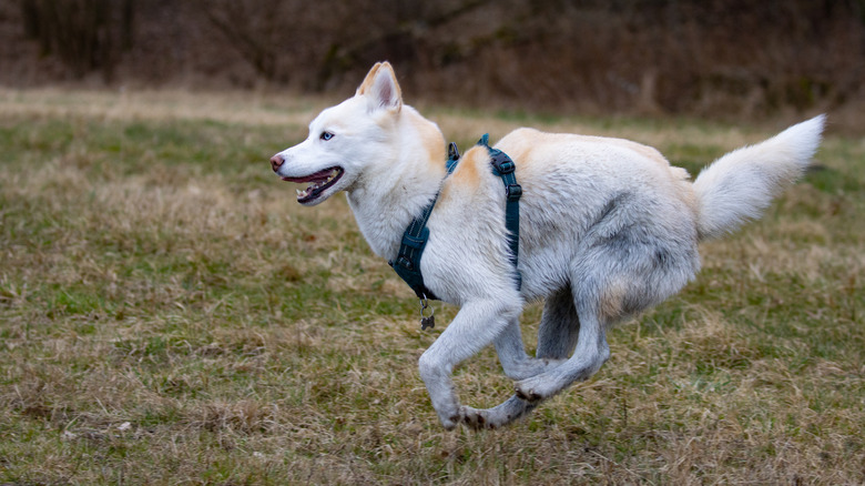 A husky in a harness, but no leash, runs free in a grassy field