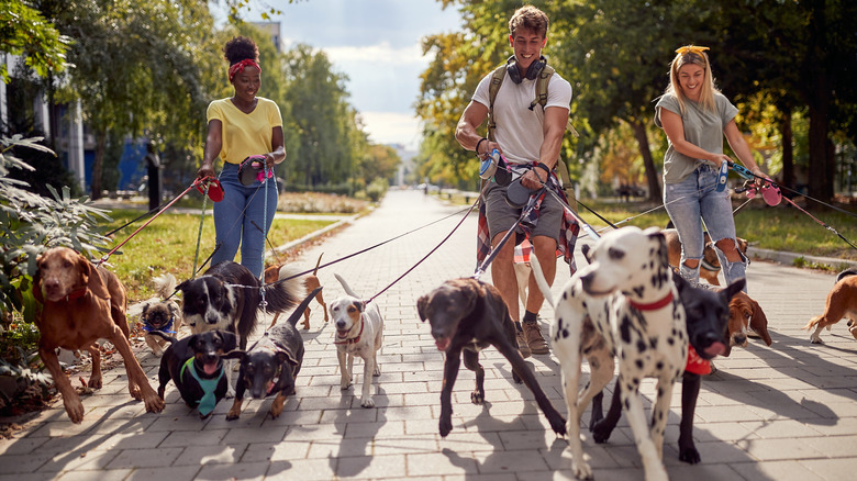 Three dog walkers have a varied crowd of dogs on leash, all pulling in different directions