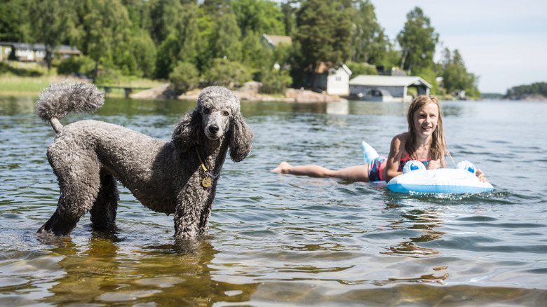 An off-leash poodle stands in the water near a young girl, looking inquisitively into the camera