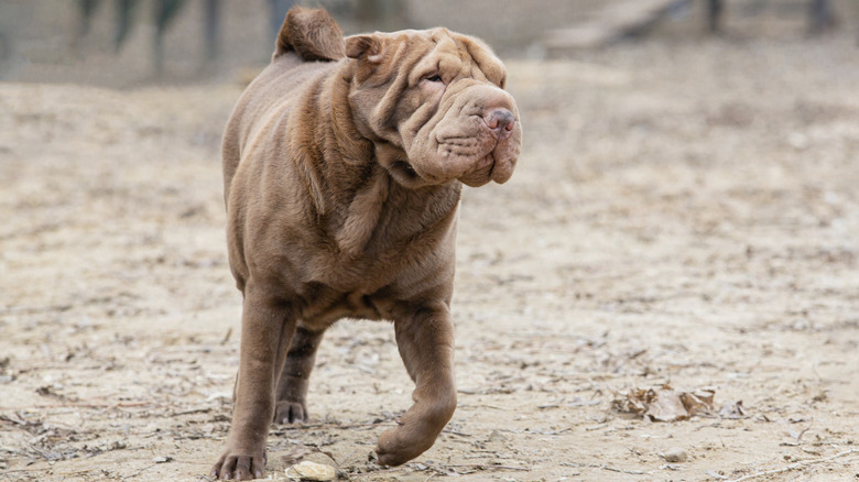 A shar-pei seems focused on something, caught in mid stride in a sandy field
