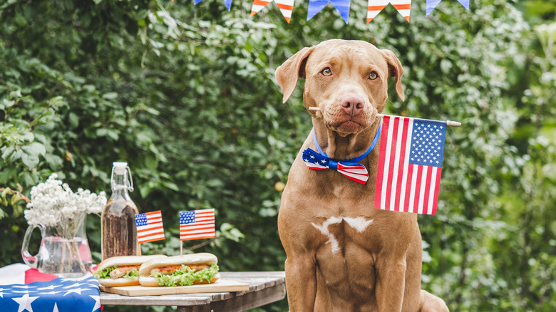 A mixed-breed dog holds an American flag in its mouth to celebrate National Dog Day