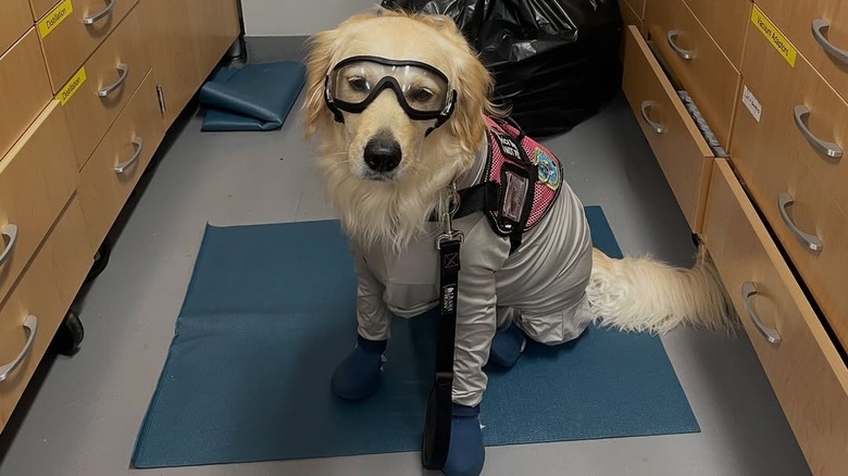 Canela wearing goggles and protective gear while seated on a mat.