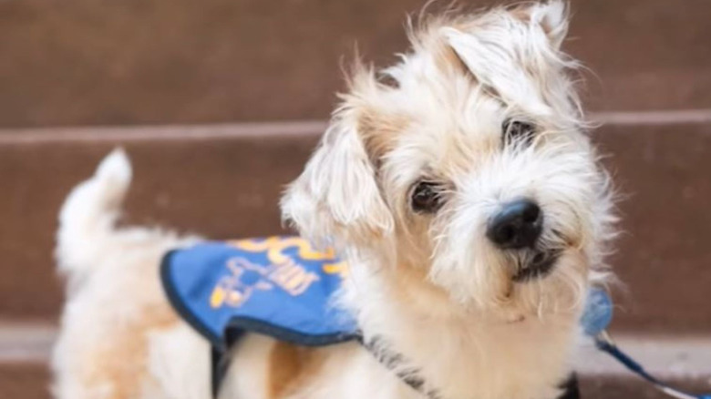 Small scruffy dog in a blue vest.